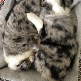 Miniature American Shepherd Puppies from Stones River Mini American Shepherds