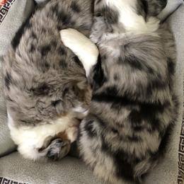 Miniature American Shepherd Puppies from Stones River Mini American Shepherds