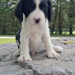 Xavier - Black and white male English Springer Spaniel puppy in North Carolina from Ebenezer Valley ESS