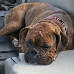 Maddie - Boxer