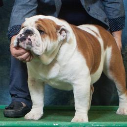 Outlaw - English Bulldog