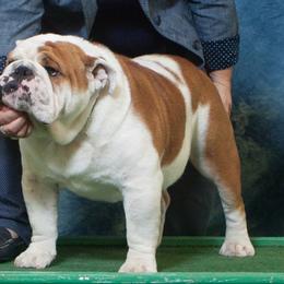 Outlaw - English Bulldog