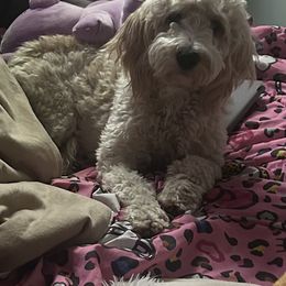 Fiona - Goldendoodle