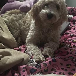 Fiona - Goldendoodle