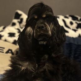 Pretty - Cocker Spaniel
