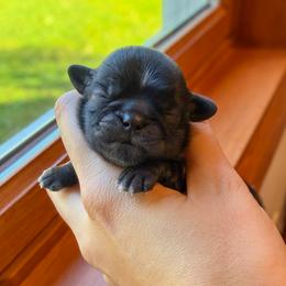 Candy Apple - Black female Shih Tzu puppy in Erin, New York from HonorRae Shih Tzu