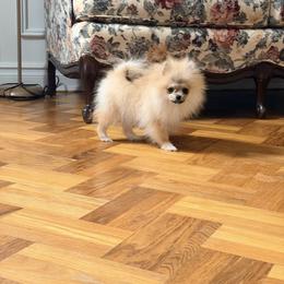 Grace - Red female Pomeranian puppy in Millstone Township, New Jersey from Couture_frenchies_and_pomeranian
