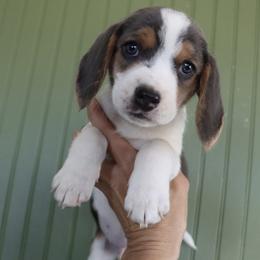Victor - Blue tan and white male Beagle puppy in Susanville, California from Homegrown Beagles