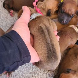 Gray - Wheaten blk nose Rhodesian Ridgeback puppy in Colgate, Wisconsin from Zenkosi Ridgebacks