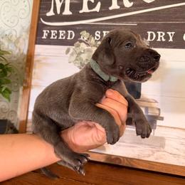 Denali - Blue male Great Dane puppy in Carencro, Louisiana from Halsey Danes