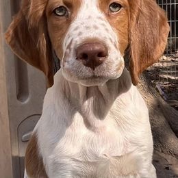 Brittanys from Hi-Hope Kennel
