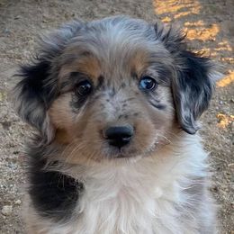 Australian Shepherds and Miniature Australian Shepherds from VS Ranchn Aussies
