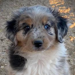 Australian Shepherds and Miniature Australian Shepherds from VS Ranchn Aussies