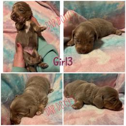 Girl 3 - Fawn (isabella) and cream female Dachshund puppy in Rushsylvania, Ohio from DNP Doxies