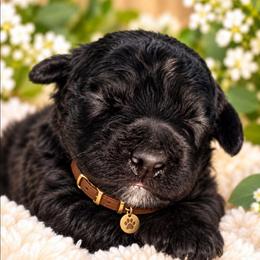 Snoopy - Black male Bernedoodle puppy in Vernon, Texas from Sugarland's Texas Goldendoodles