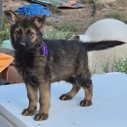 Violet Girl 3 - Sable female German Shepherd puppy in Lake George, Colorado from High Country German Shepherds