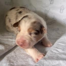 Rain - Red merle female Australian Shepherd puppy in Morrow, Ohio from OakHaven Acres Aussies