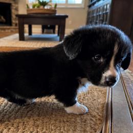 Cody - Black and white male Cardigan Welsh Corgi puppy in Kerens, West Virginia from Leather & Lace
