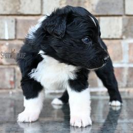Holmes - Black tri-color male Australian Shepherd puppy in Wichita Falls, Texas from Spotted Mule Aussies