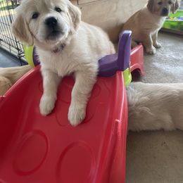 Golden Retriever Puppies from Millport Golden Retriever