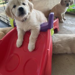 Golden Retriever Puppies from Millport Golden Retriever
