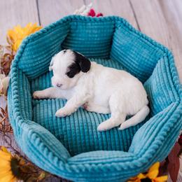 Boy 4 - male Bernedoodle puppy in Conroe, Texas from Cookie's Cuties