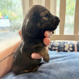 Luna - Cream female Dachshund puppy in Temple, Texas from Brit’s Doxie Crossing