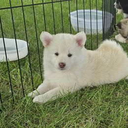 Pomsky Puppies from PJs Pomskies