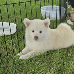 Pomsky Puppies from PJs Pomskies