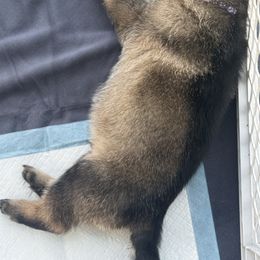 Purple - Sable male German Shepherd puppy in La Follette, Tennessee from Moore German Shepherds