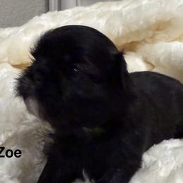 Zoe - Brindle female Shih Tzu puppy in Riverside, California from AKC Shih Tzu of California