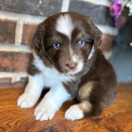 Miniature Australian Shepherd Puppies from Kizmit Farmz