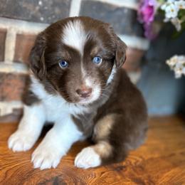Miniature Australian Shepherd Puppies from Kizmit Farmz