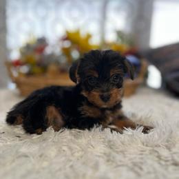 AKC Max - Black and tan male Yorkshire Terrier puppy in Elgin, South Carolina from Silver Bells Paw Prints