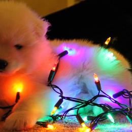 Samoyed Puppies from Saratoga Samoyeds