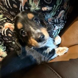 Cole - Black and cream male Dachshund puppy in Tarrant County, Texas from Louis' Litters