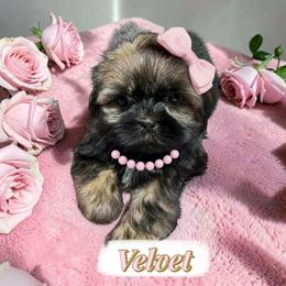 Velvet - Black and white female Shih Tzu puppy in Coolidge, Arizona from Shih Tzu’s  ‘N’ Love