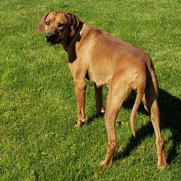 Duna - Rhodesian Ridgeback