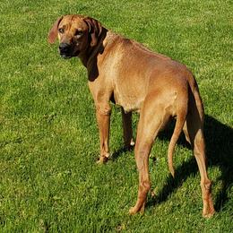 Duna - Rhodesian Ridgeback