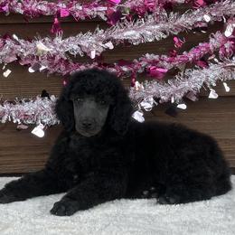 Leia - Blue female Poodle puppy in Rocklin, California from Brienwood Poodles