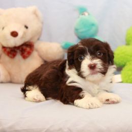 AKC Male 4 - Chocolate male Havanese puppy in South Carolina from Premier Havanese Dogs