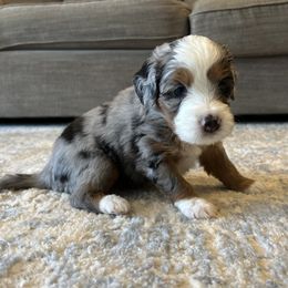Nessarose - female Australian Mountain Doodle puppy in Culpeper, Virginia from Hazel River Doodles