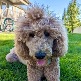 Luna - Poodle
