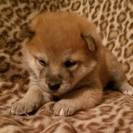 Shiba Inu Puppies from Tired Iron Shibas