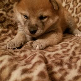 Shiba Inu Puppies from Tired Iron Shibas