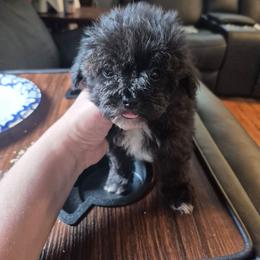 Midnight - Black & white male Maltipoo puppy in Everett, Washington from Meadows Ranch