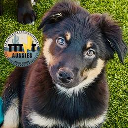 Slick - Black tri-color male Australian Shepherd puppy in Tucson, Arizona from TTTNT Aussies