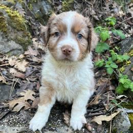 Kristoff - Red merle male Australian Shepherd puppy in Grants Pass, Oregon from Carmel Mountain Aussies