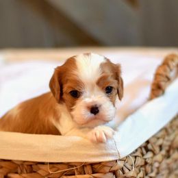 Cavalier King Charles Spaniel Puppies from Cavalier Obsession
