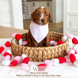 WISH - Red  male Goldendoodle puppy in Bell Buckle, Tennessee from Precious Puptown Doodles